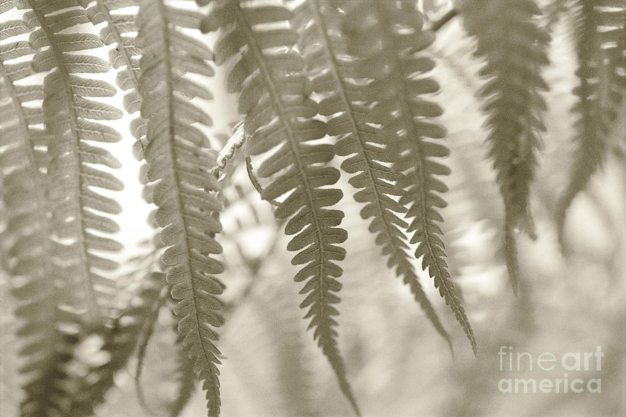 Tree Fern Foliage Photograph by Ron Dahlquist - Printscapes