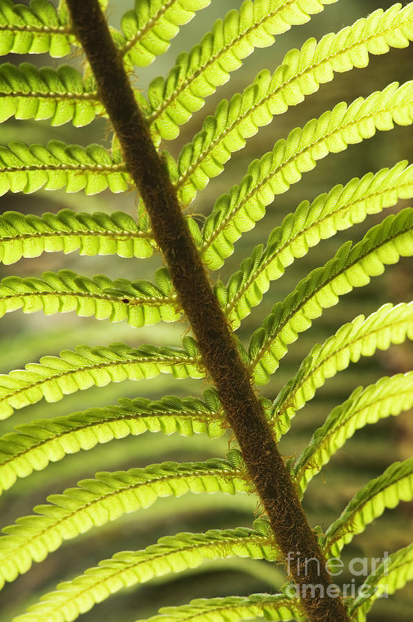 Tree Fern Frond Photograph by Greg Vaughn - Printscapes