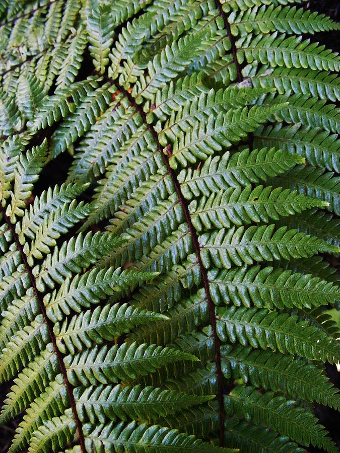 Tree Fern Fronds Photograph by CL Redding - Fine Art America