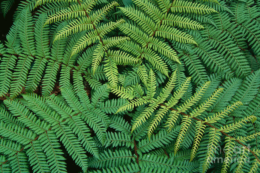 Tree Fern Fronds Photograph by Greg Vaughn - Printscapes