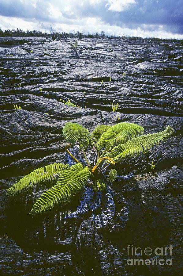 Tree Fern On Lava Photograph by Carl Shaneff - Printscapes