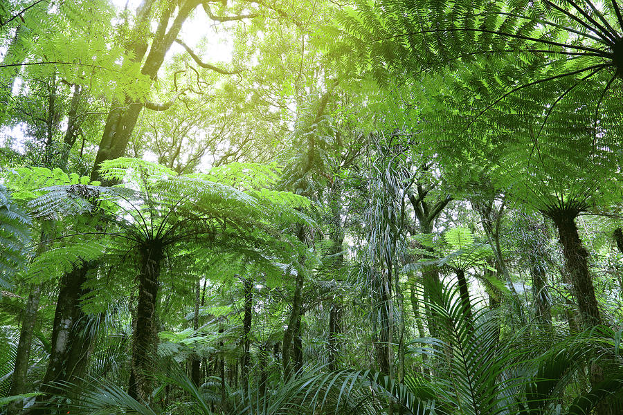 Tree ferns in jungle Photograph by Les Cunliffe