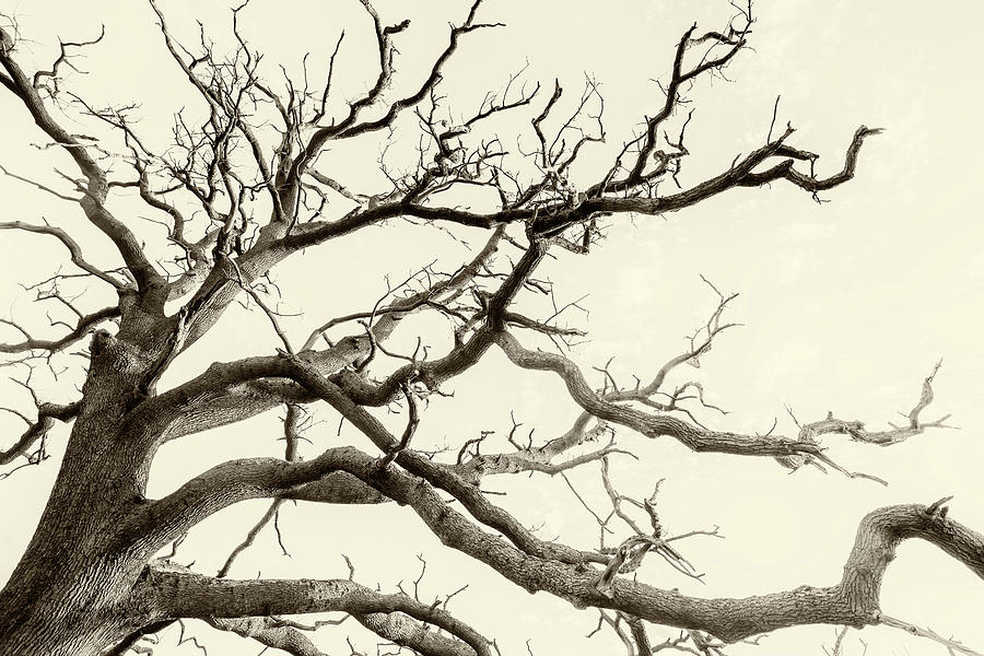 Tree Fingers of Perpetual Motion Photograph by John Williams