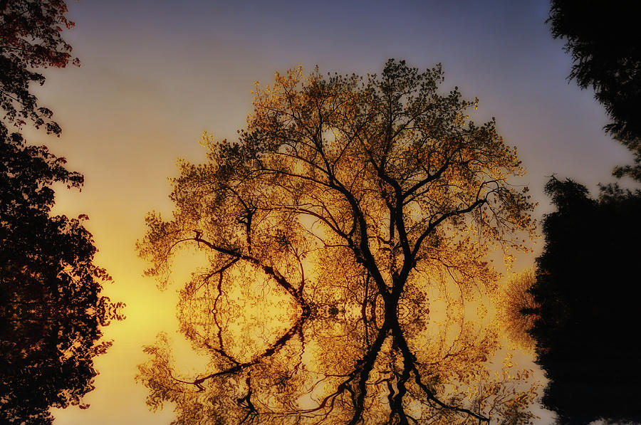 Tree Fire Photograph by Ross Powell