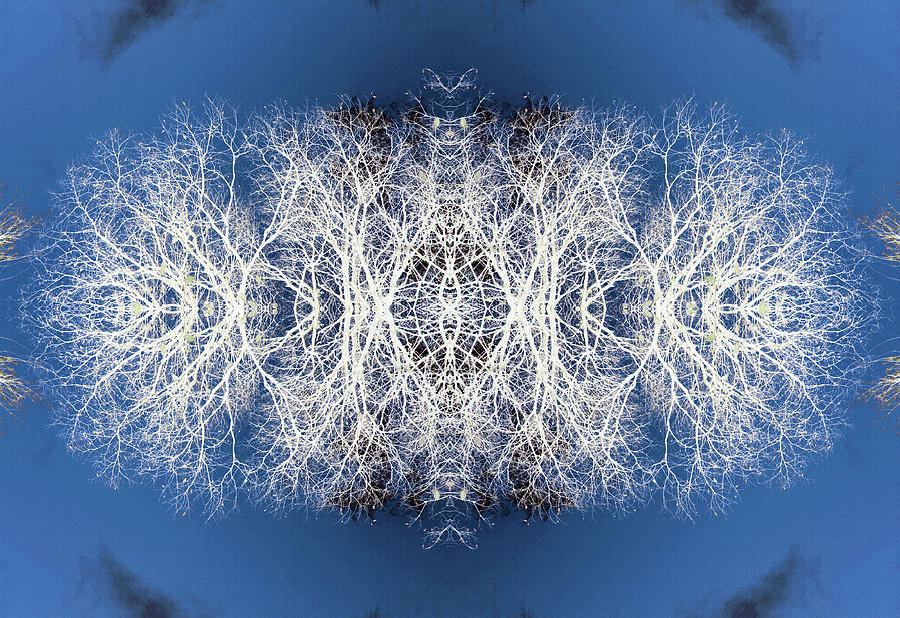 Tree Flip 5 Digital Art by Steve Ball