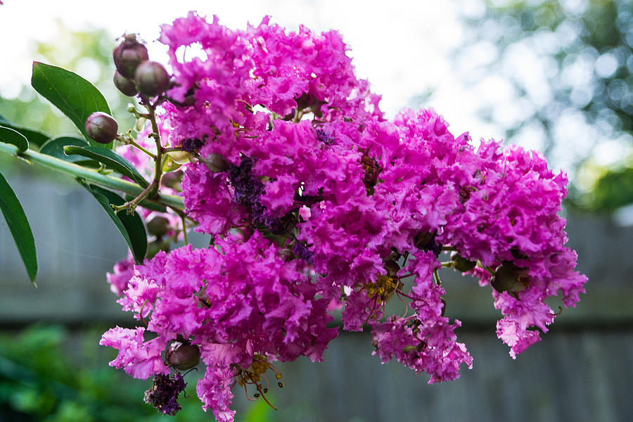 Crepe Myrtle Flower Photograph by James Gay