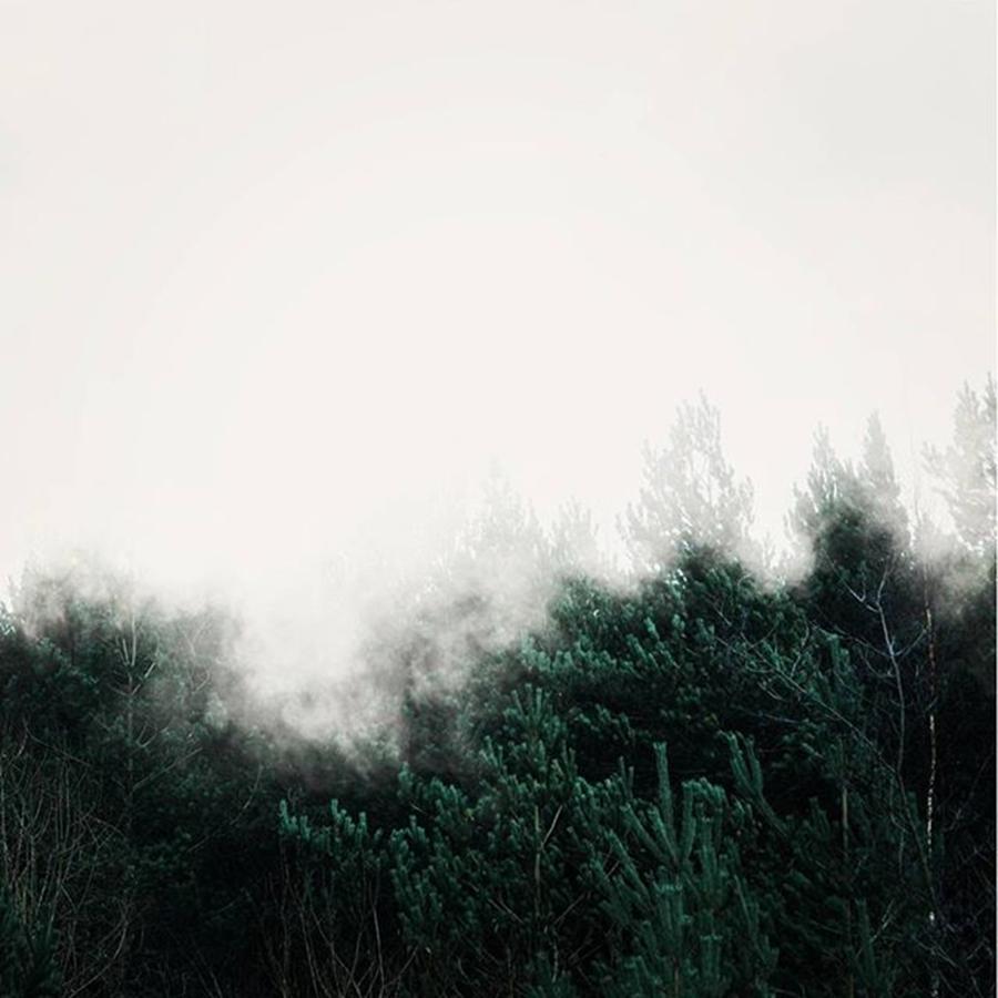 Nature Photograph - Tree Fog. #nature #naturelovers by Kris K