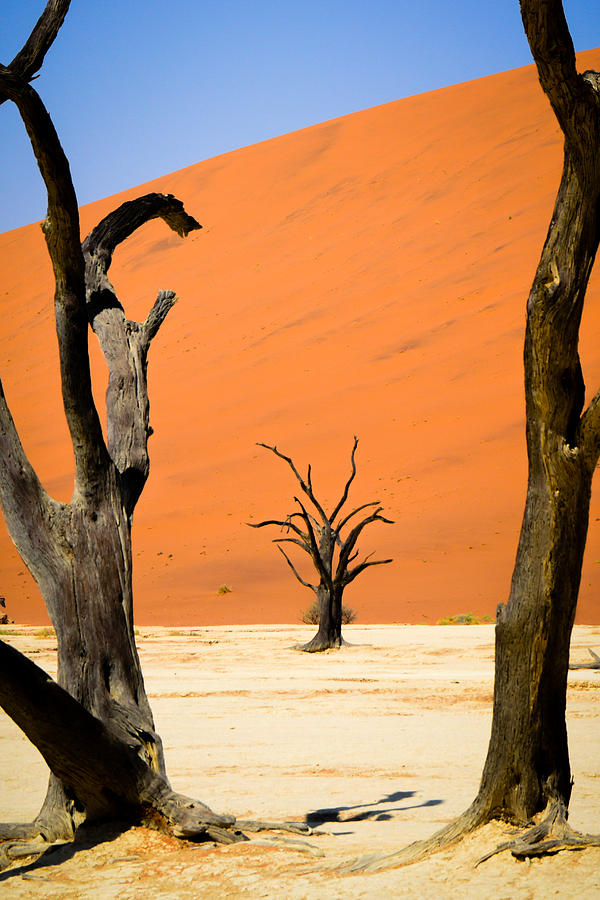 Tree Frame Photograph by Schalk Lombard - Fine Art America