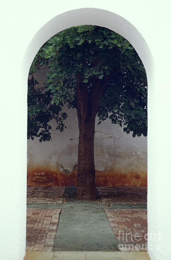 TREE FRAMED BY ARCH Oaxaca Mexico Photograph by John  Mitchell