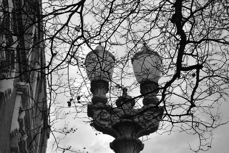 City Photograph - Tree Framed Lampost Black and White by Matt Quest