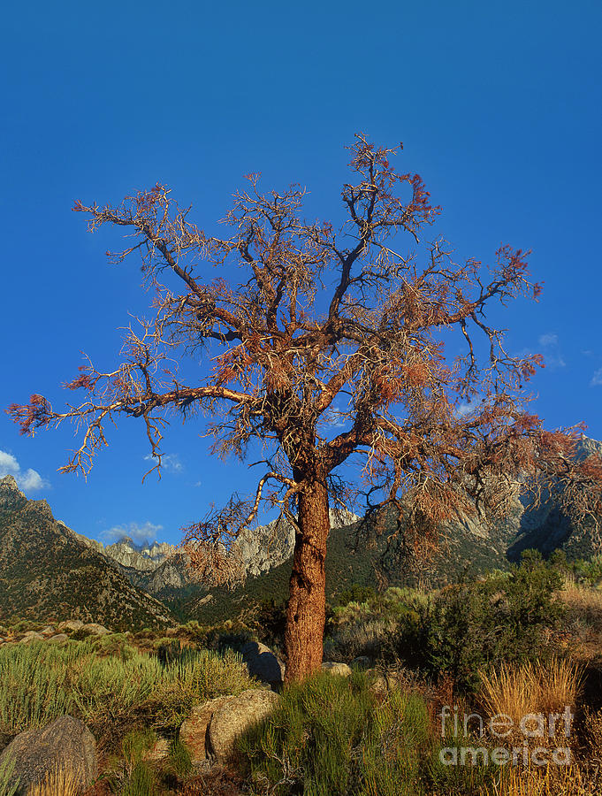 Tree Frames The Sierras Alabama Hills California Photograph by Dave Welling