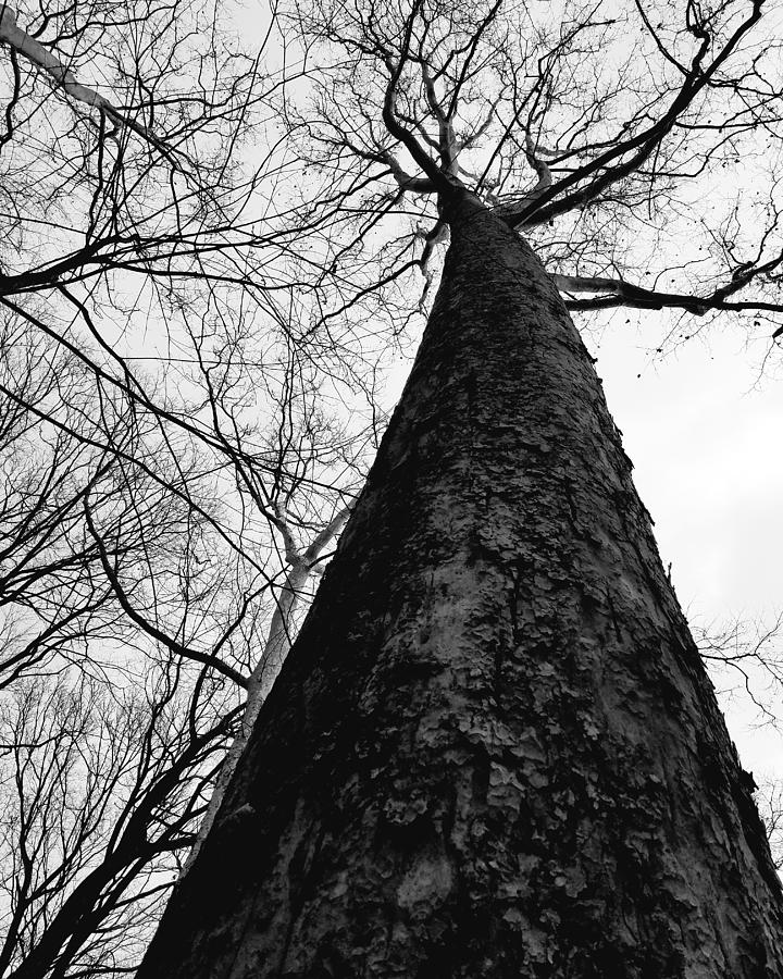 Tree - Frick Park Photograph by Michael Hills