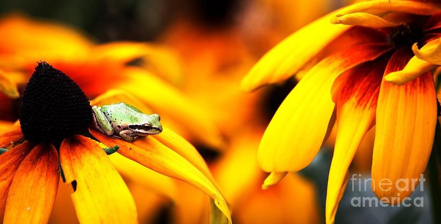 Tree Frog and Flowers Digital Art by Nick Gustafson