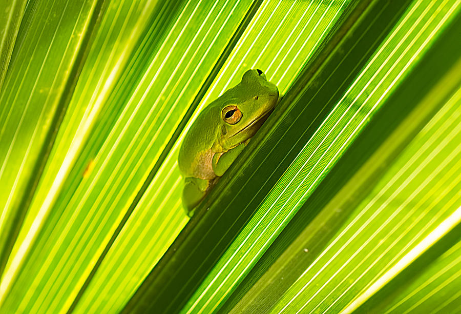 Tree Frog and Palm Frond Photograph by Kenneth Albin