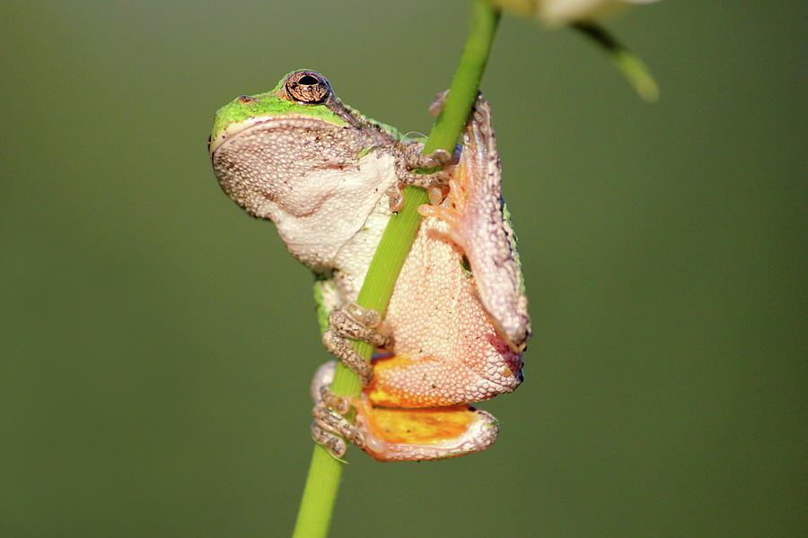 Tree Frog Photograph by Brook Burling