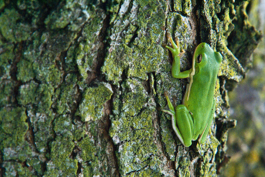 Nature Photograph - Tree Frog Climbing Lichen Covered Tree by Douglas Barnett