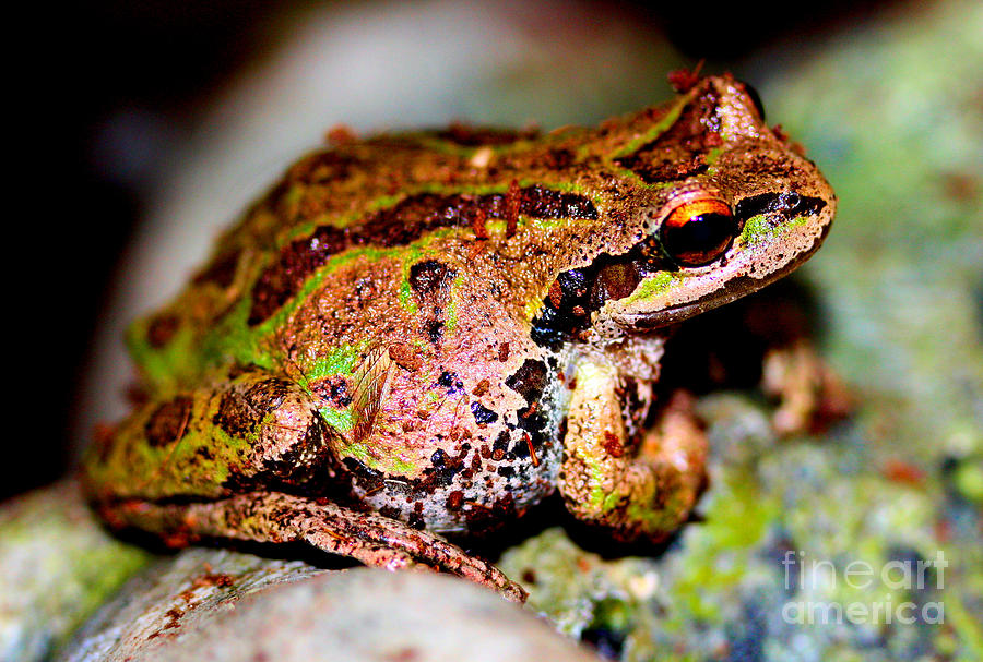 Tree Frog Close Up Photograph by Nick Gustafson