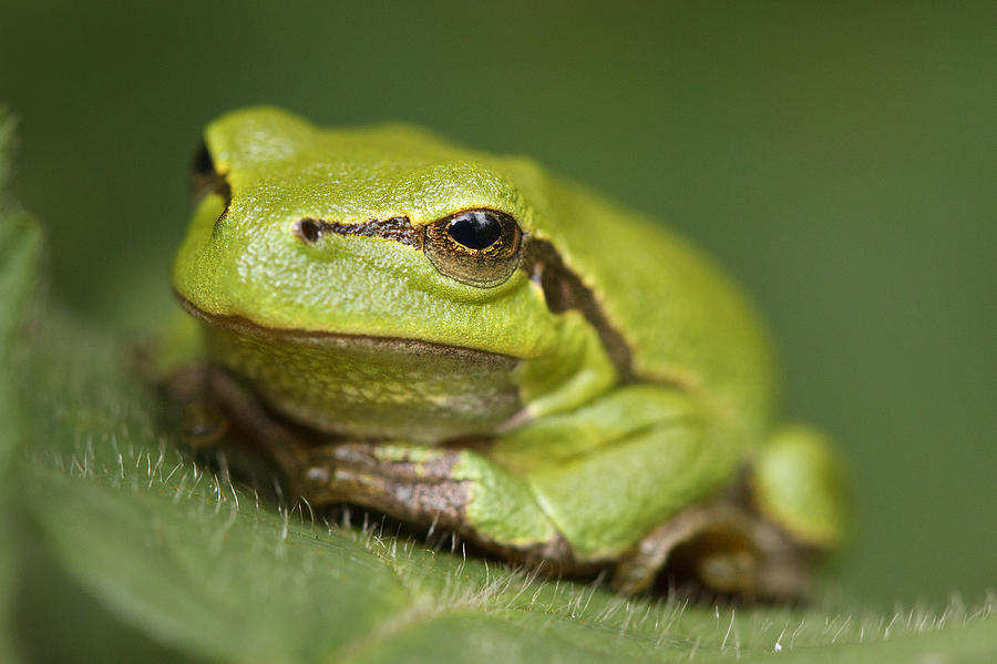 Nature Photograph - Tree Frog Cose up by Roeselien Raimond