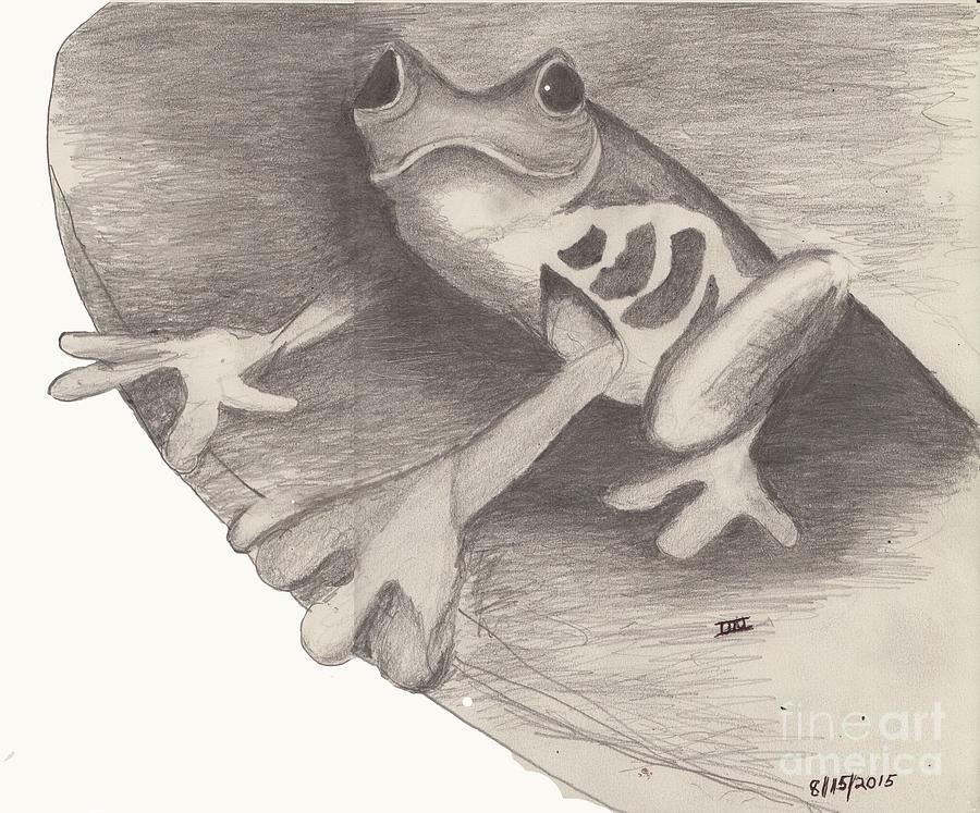 Tree Frog Drawing by David Jackson
