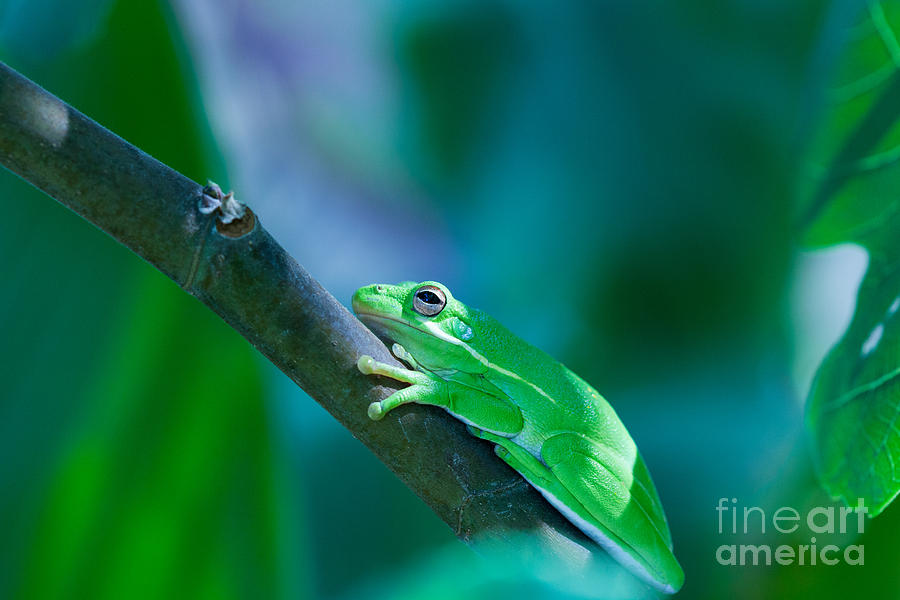 Tree Frog Photograph by Diane Macdonald