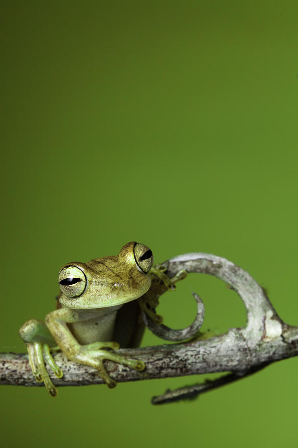 Jungle Photograph - Tree Frog by Dirk Ercken