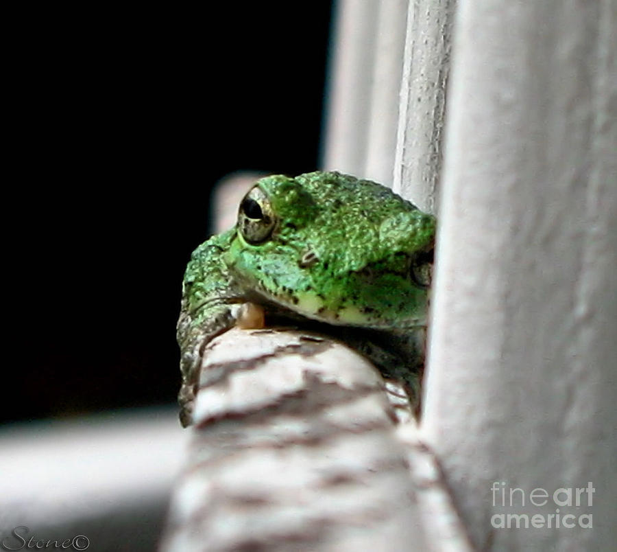 Tree Frog Photograph by September Stone