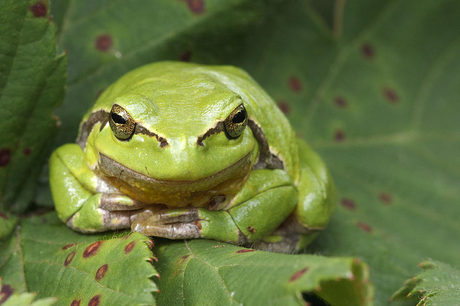 Nature Photograph - Tree Frog en Face by Roeselien Raimond