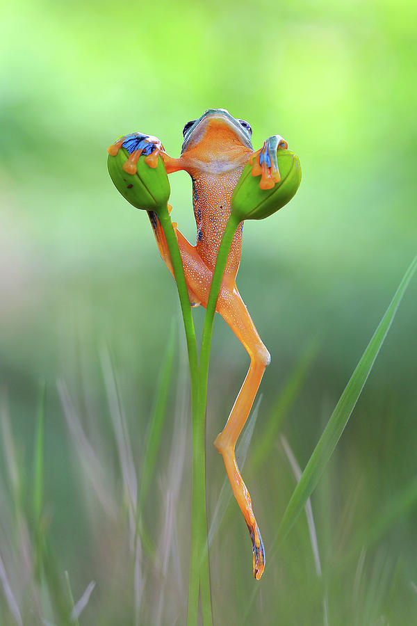 Tree frog, flying frog on branch Photograph by Kurit Afsheen - Fine Art ...