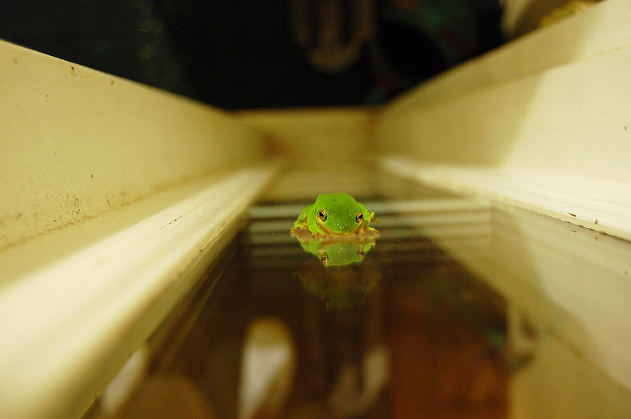 Tree frog II Photograph by Robert Meanor