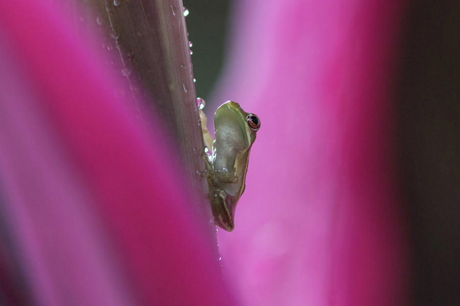 Tree Frog in the Rain Photograph by Bill Brown - Fine Art America