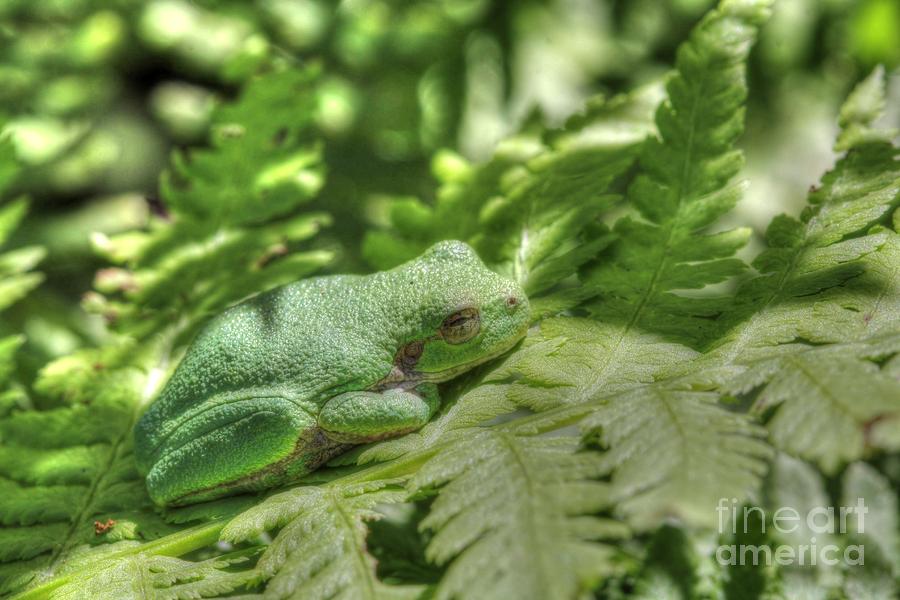 Tree Frog Photograph by Jimmy Ostgard