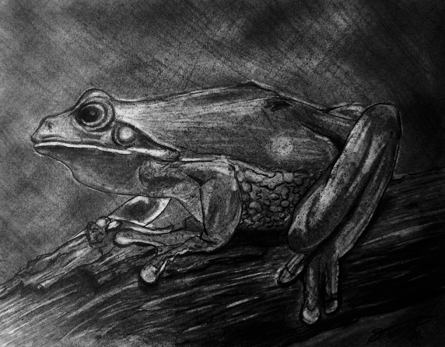 My Friend The Tree Frog Drawing by Jose A Gonzalez Jr - Fine Art America