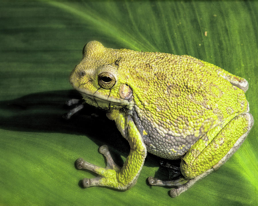 Tree Frog Digital Art