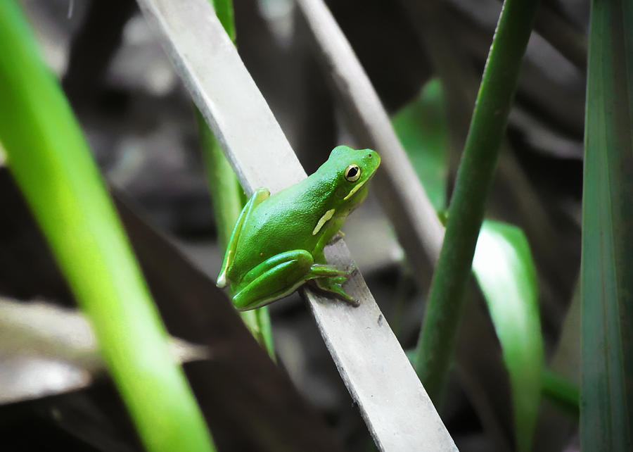 Tree Frog Photograph by Nathan Little