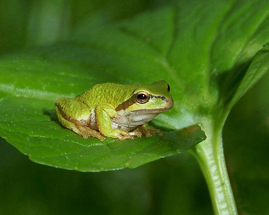 Tree Frog Number One Photograph by Bill Kellett