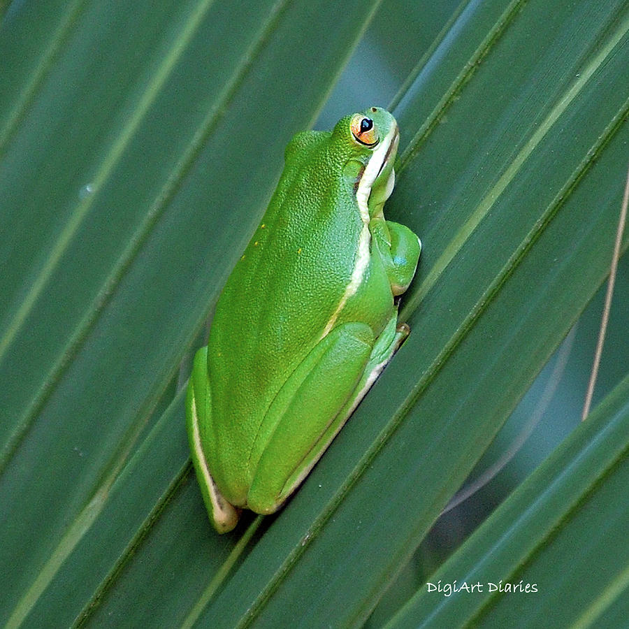 Tree Frog of the Fronds Digital Art by DigiArt Diaries by Vicky B Fuller