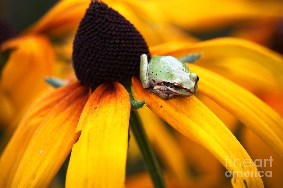 Tree Frog on Flower 2 Digital Art by Nick Gustafson
