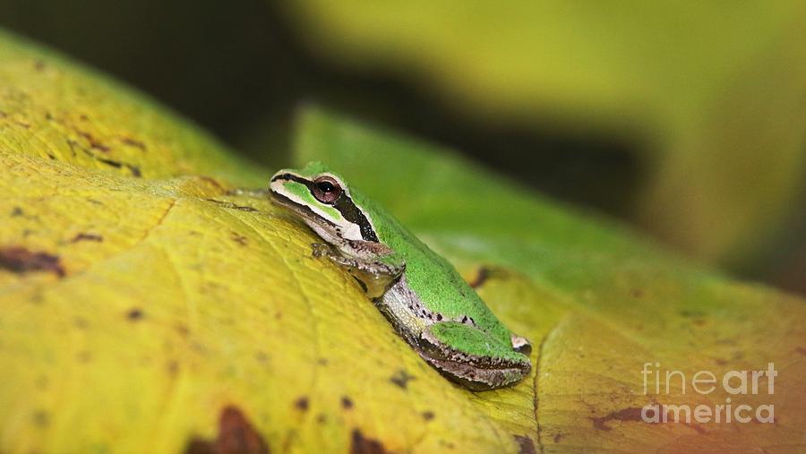 Tree Frog on Leaf Digital Art by Nick Gustafson