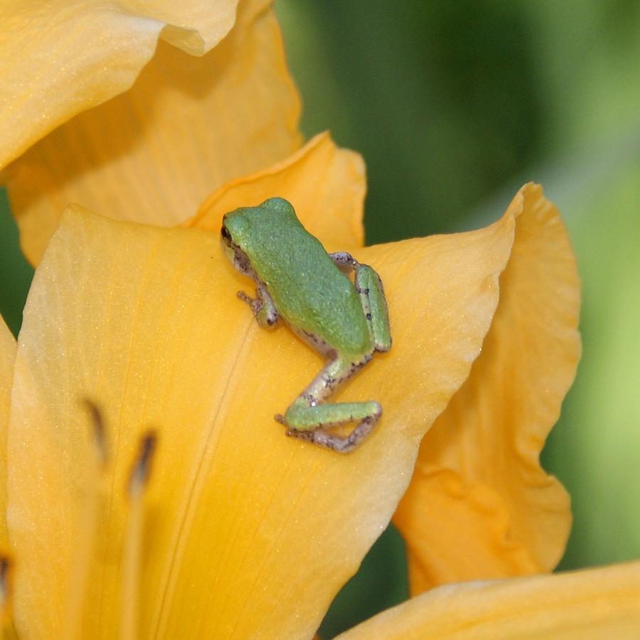 Tree Frog on Yellow Daylily 6 Photograph by Holly Eads - Fine Art America