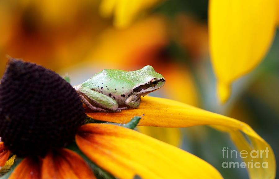 Tree frog on Yellow Flower Photograph by Nick Gustafson