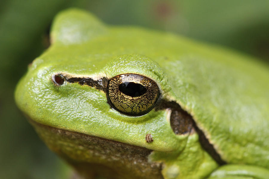 Nature Photograph - Tree Frog Portrait by Roeselien Raimond