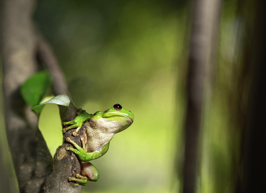 Tree Frog Set Ready Jump Photograph by Dirk Ercken