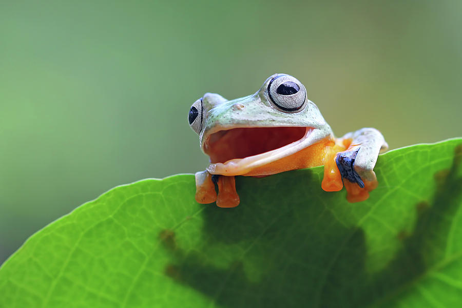 Tree frog shocked face Photograph by Kurit Afsheen - Fine Art America