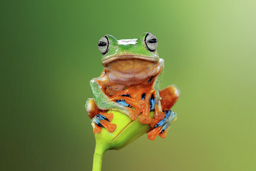 Tree frog sits on the bud Photograph by Kurit Afsheen - Fine Art America