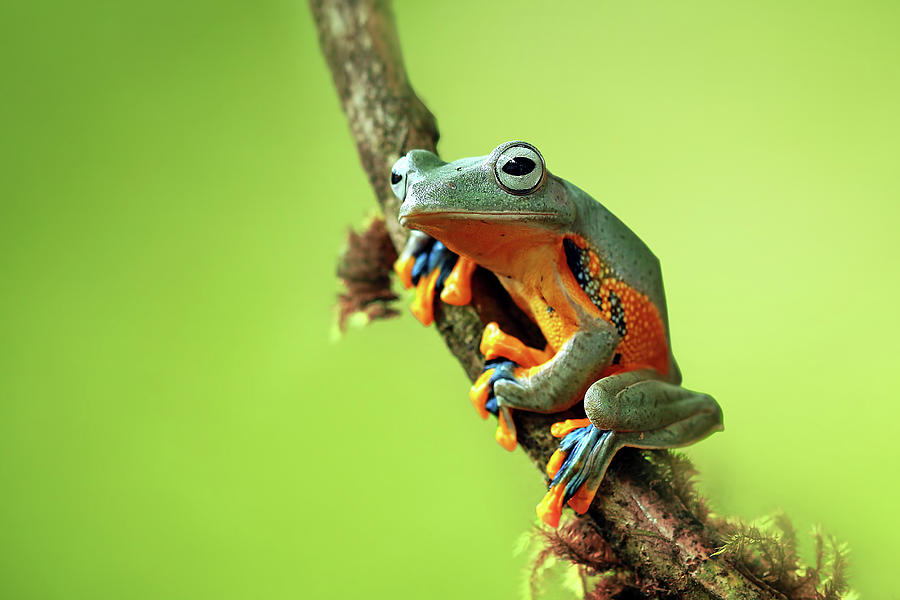 Tree frog sitting on branch Photograph by Kurit Afsheen