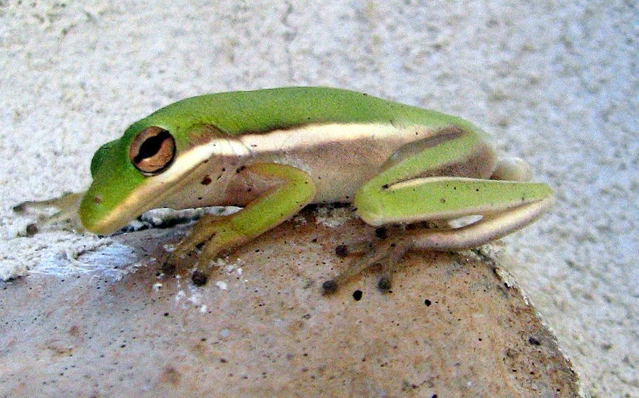 Tree Frog Photograph by T Guy Spencer