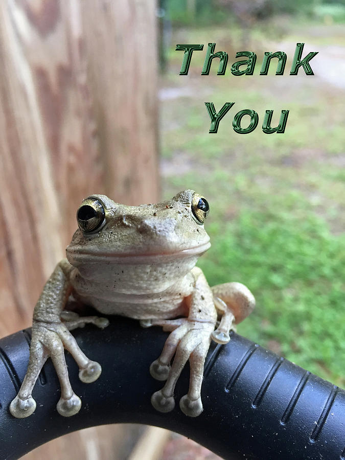 Tree Frog Thank You Photograph