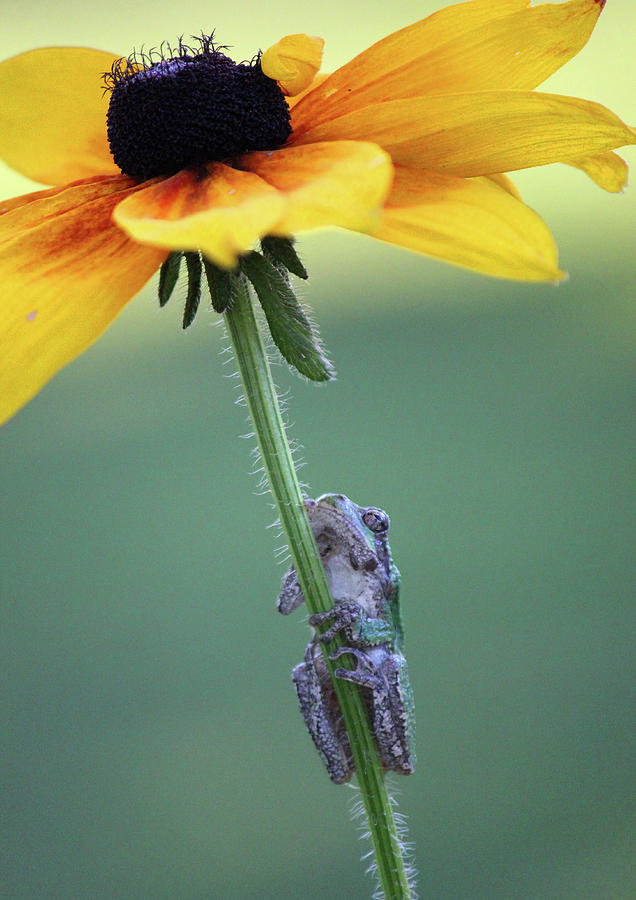 Tree Frog Under Flower Photograph by Brook Burling