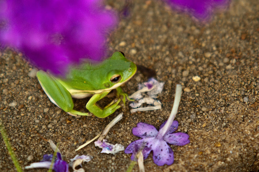 Tree Frog Under Flower Photograph by Douglas Barnett