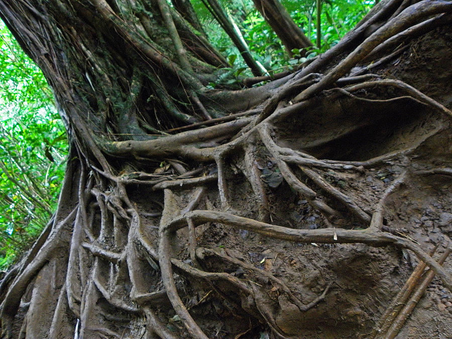 Tree from Manoa Falls Photograph by Elizabeth Hoskinson